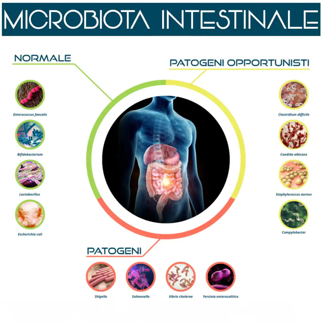 Esame di Disbiosi Intestinale Completo